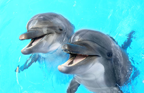 Glad beautiful dolphin smiling in a blue swimming pool water on