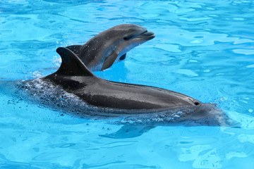 Dolphin mother with her little dolphin swims in the pool. Child