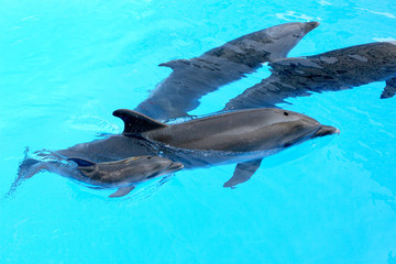 Family of dolphins, mother and father with his young dolphin swi
