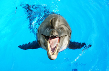 Glad beautiful dolphin smiling in a blue swimming pool water on