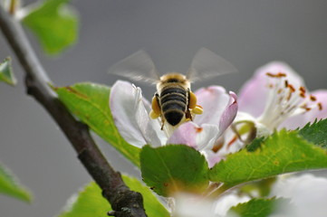 bee flying above aple tree blossom