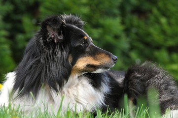 sheltie lying in the grass