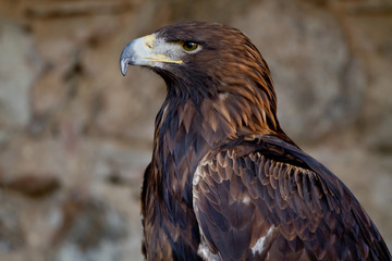 Aigle Ravisseur