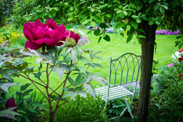Gartenidyll mit Päonie