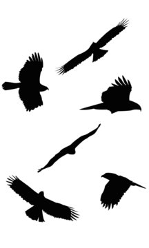raptor silhouettes
