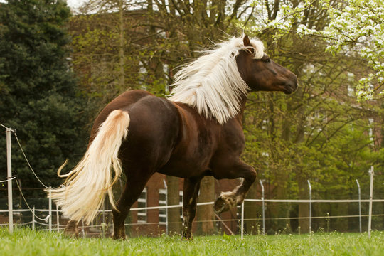 Schwarzw&auml;lder Langhaar