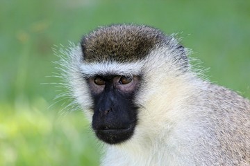 Grüne Meerkatze in Uganda