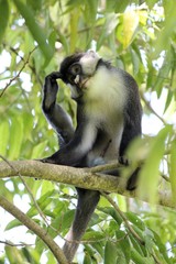Kongo-Weißnasenmeerkatze in Uganda