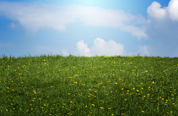 spring sunlit meadow
