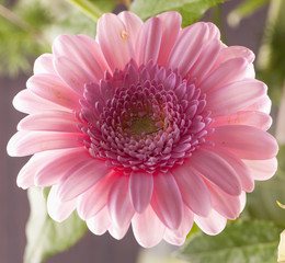 Gerbera