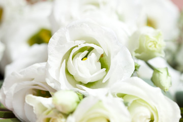 Bouquet of white roses