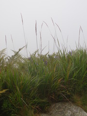 Fototapeta premium Mountain trail in Europe - Blades of grass in the fog