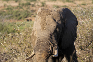 Elephant dans la boue