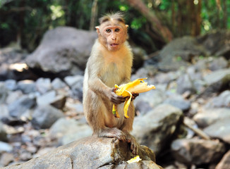 The little monkey sits on a stone and eats banana