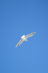 A seagull in flight against the blue sky