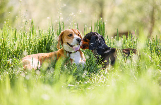Beagle and dachshund  lying in grass