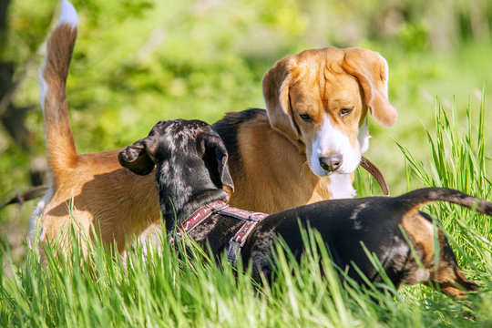 Beagle and dachshund playing together in grass
