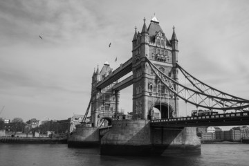 Fototapeta na wymiar Colombe sul Tower Bridge