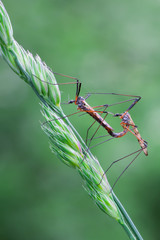 crane fly  (tipuloidea)