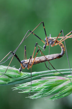 Crane Fly  (tipuloidea)