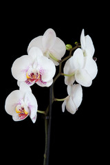 Fototapeta na wymiar Sechs Weiße Orchidee pinken Punkten Hochformat