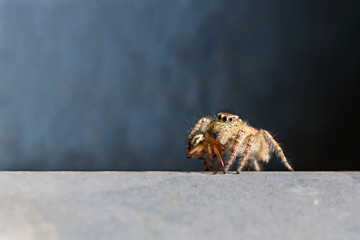 Jumping spider