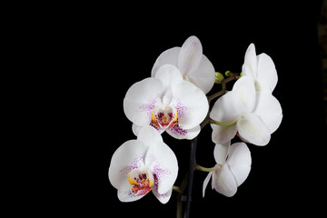 Fototapeta na wymiar Sechs weiße Orchidee Blüten mit pinken Punkten