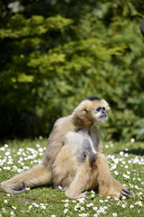 Lar gibbon sitting on grass