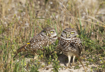 A pair of burrowing owls