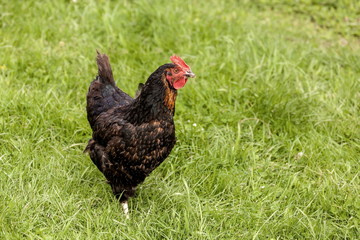 Huhn auf Wiese