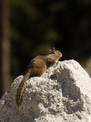 California ground squirrel