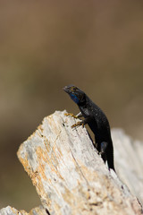 Sierra Fence Lizard