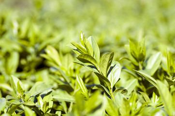 Green leaf plant in the garden as a background