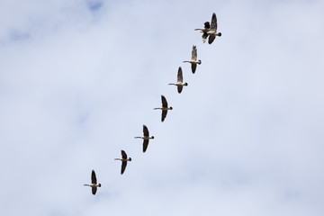 Canada Geese Formation