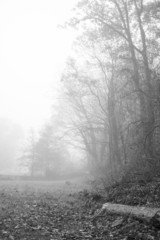 Foggy Morning in the Woods