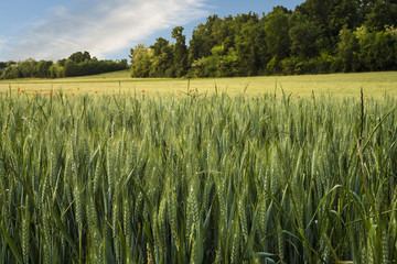 Il grano sta crescendo