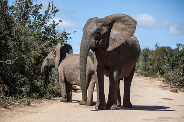 Fototapeta na wymiar Słoń afrykański 4