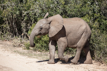 Fototapeta na wymiar Słoń afrykański 3