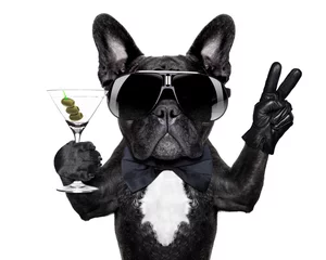 Photo sur Plexiglas Chien fou chien cocktail de la paix