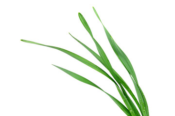 grass isolated on white background