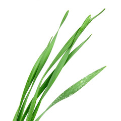 blade of grass isolated on white background