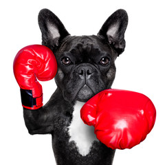 boxing dog