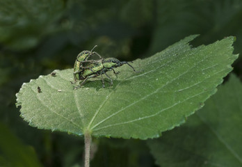 Black beetle pair mating on leaf