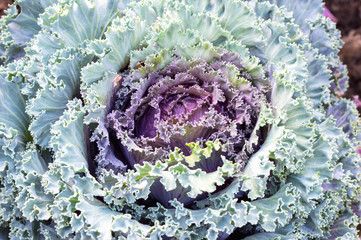 Ornamental green and purple cabbage