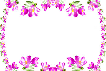 pink crocus spring flower texture white background