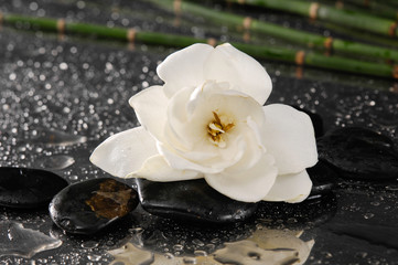 spa concept –gardenia flower with thin bamboo grove