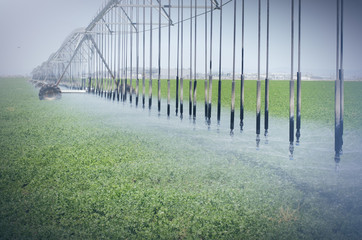 Farm's crop being watered  sprinkler irrigation system