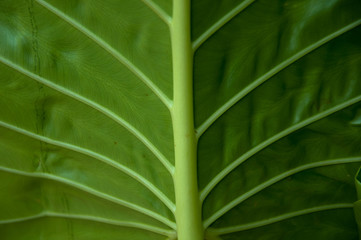Green leaf background texture.