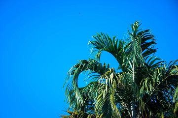 palm trees in the blue sky.