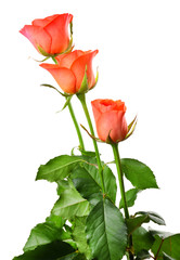 Beautiful roses isolated on white